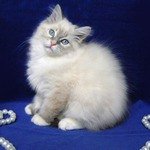 Невские маскарадные голубоглазые котята питомника Жемчуг Невы