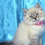 Невские маскарадные котята-голубоглазые очаровашки