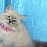 Невские маскарадные котята-голубоглазые очаровашки