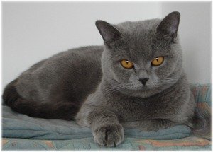 Британская короткошерстная кошка голубого окраса