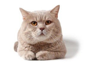 Британская короткошерстная кошка кремового окраса