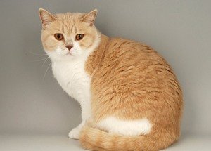 британская короткошерстная кошка рыжий 