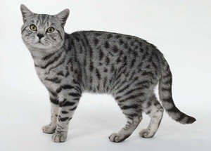 Британская короткошерстная кошка окрас табби 