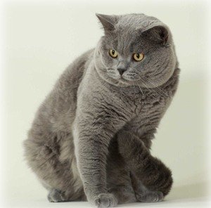 Британская короткошерстная кошка. Классический окрас