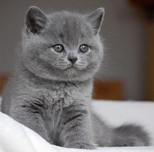 Британская короткошерстная кошка - котенок 