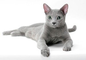 русская голубая кошка фото 1 