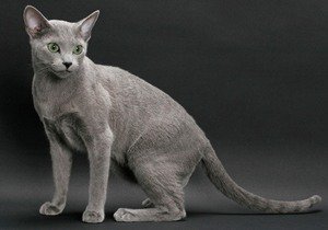русская голубая кошка фото 2