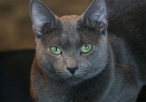 русская голубая кошка фото 3
