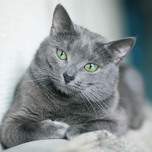 русская голубая кошка фото 
