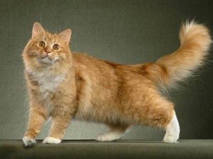 сибирская кошка фото 3