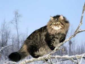 Коты сибирской породы - фото 1