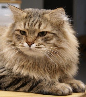 сибирская кошка фото 9