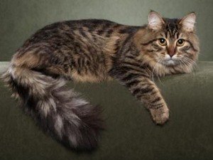 сибирская кошка фото 6