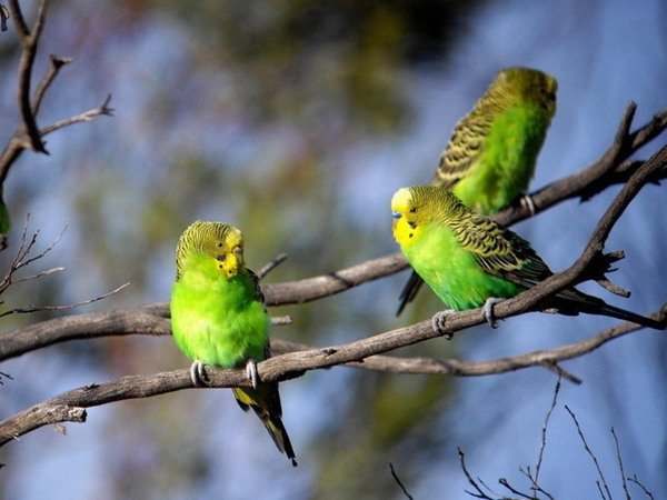 волнистые попугаи в дикой природе