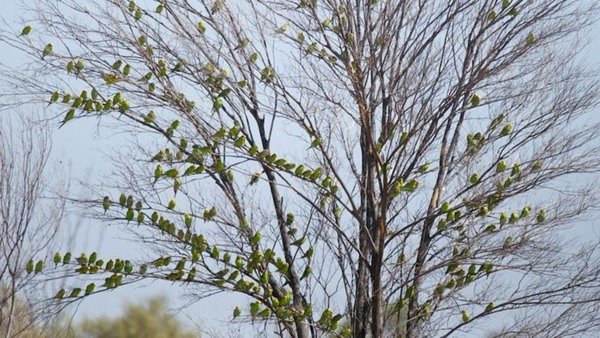 Волнистые попугаи в дикой природе 