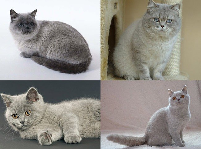 Британские кошки серебристые и лиловые