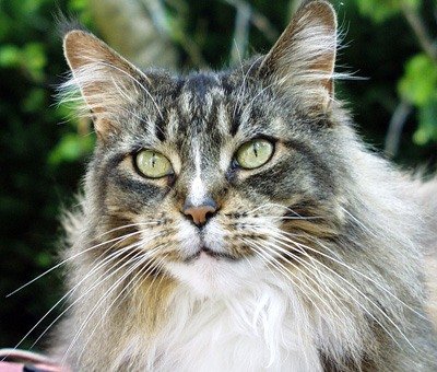 http://www.pitomec.ru/upload/admin/images/article/Old_Maine_Coon1.jpg