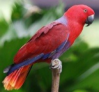 Благородный попугай