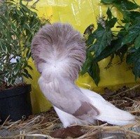 Голуби Якобины (париковые голуби) 