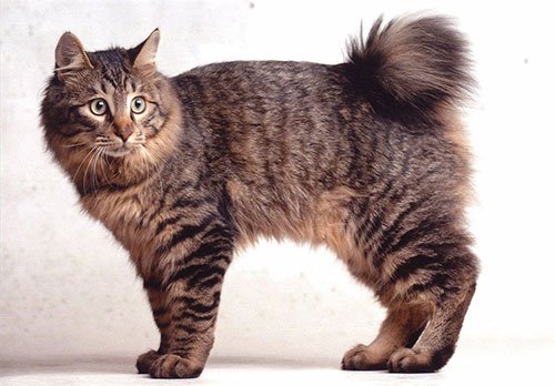 Самая популярная порода кошек №2