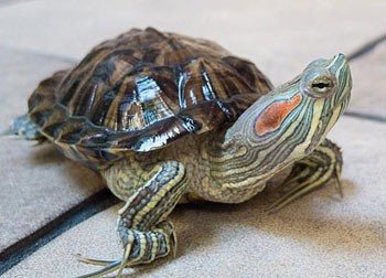 красноухая черепаха 
