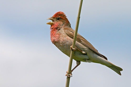 Чечевица - певчая птица фото 5