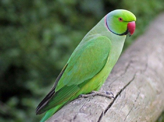 Ожереловый попугай фото 1