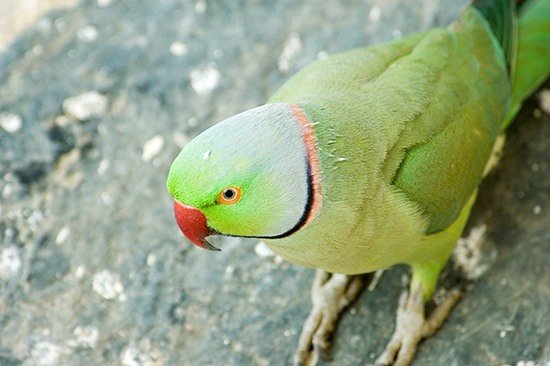 Ожереловый попугай фото 3