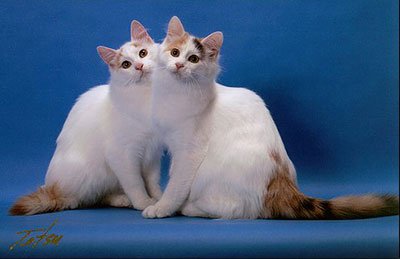 http://www.pitomec.ru/upload/admin/images/kinds/cats/Anatolian-2.jpg