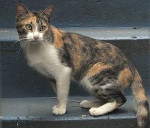 Бразильская короткошерстная кошка фото