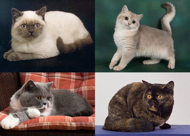 Британские кошки различных окрасов