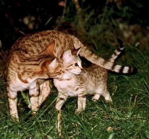 Канаани - полудикая кошка  
