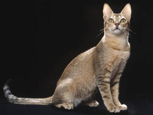 Цейлонская кошка фото 2 