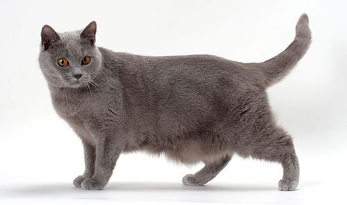 Шартрез или картезианская кошка фото 1 