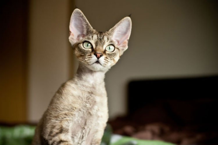 Девон-рекс: описание породы кошек, фото 2