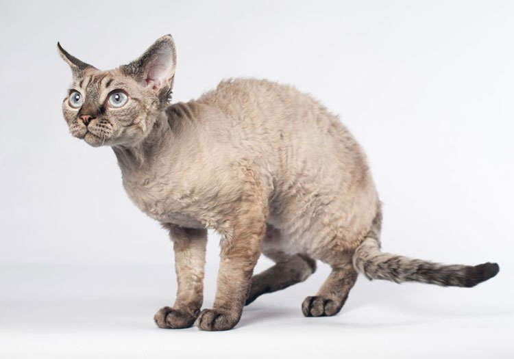 Девон-рекс: описание породы кошек, фото 1