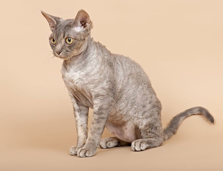 Девон-рекс: описание породы кошек, фото 3