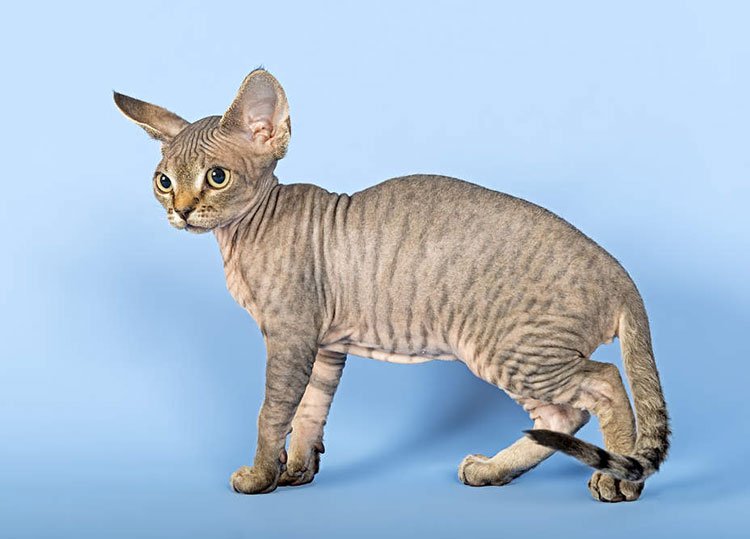 Девон-рекс: описание породы кошек, фото 6