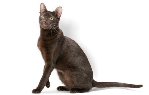 Havana brown cat