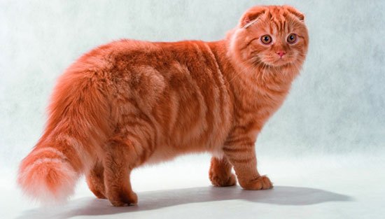Порода шотландская вислоухая длинношерстная кошка (хайленд фолд) фото 1