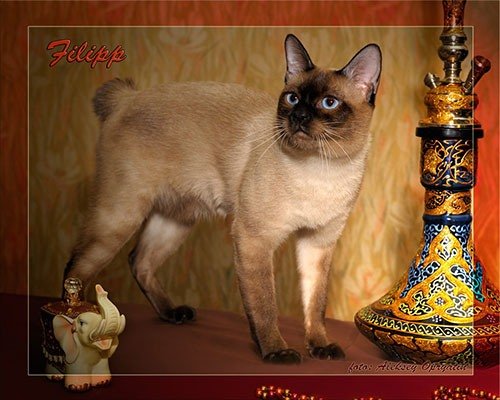http://www.pitomec.ru/upload/admin/images/kinds/cats/Mekong-bobtail.jpg