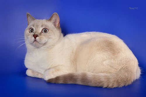 Шотландская короткошерстная кошка фото 2