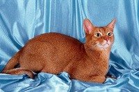 http://www.pitomec.ru/upload/admin/images/kinds/cats/abiss_cat.jpg