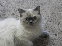 http://www.pitomec.ru/upload/admin/images/kinds/cats/all-019.jpg