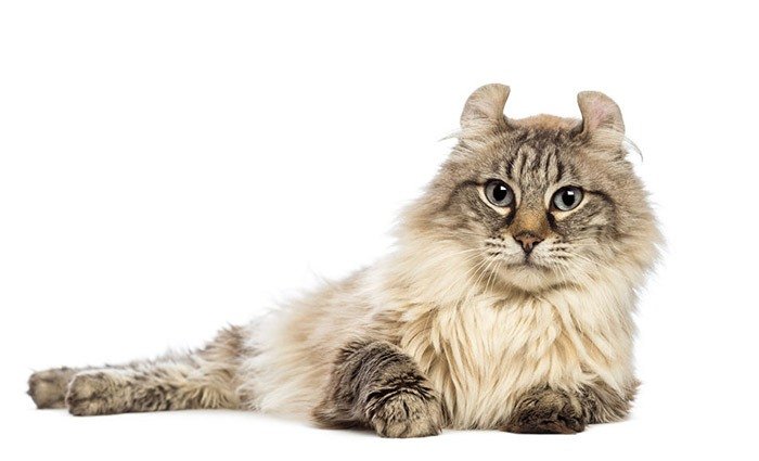 Описание и фото породы кошек Американский керл