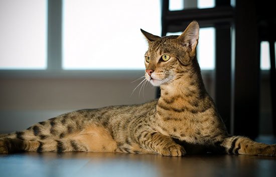 кошка Ашера фото  3
