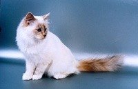 http://www.pitomec.ru/upload/admin/images/kinds/cats/birmans.jpg