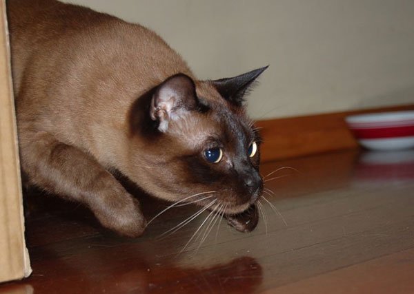 Бурманская кошка фото 5