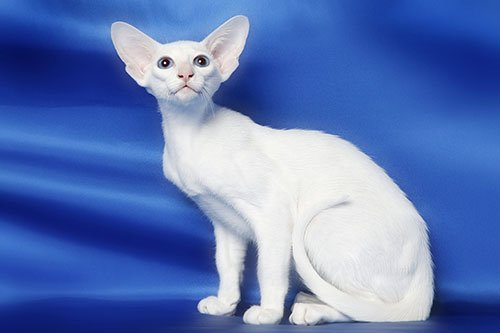 Форинвайт - порода кошек фото 1 
