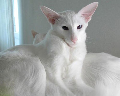 http://www.pitomec.ru/upload/admin/images/kinds/cats/foreign_white2.jpg